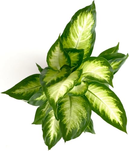 Shop Succulents Dieffenbachia Camille plant setup boosts office ambiance and air-friendly aesthetics.