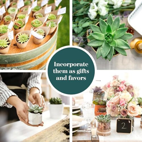 Shop Succulents versatile succulents for DIY garden projects and displays.