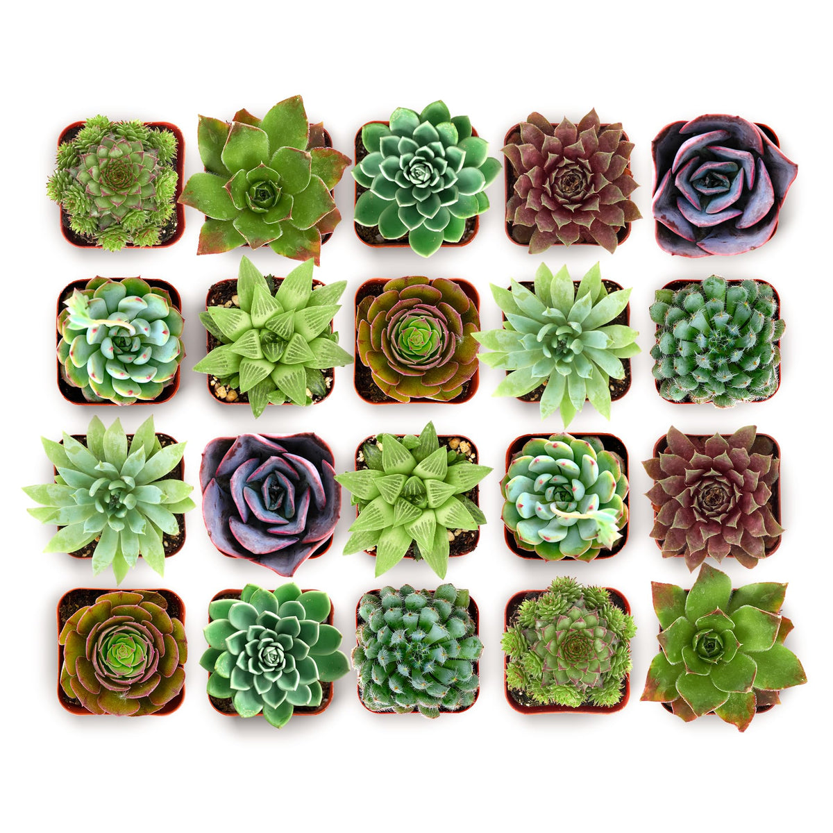 Shop Succulents echeveria in a fully rooted 2-inch pot, ready for gifting and display.