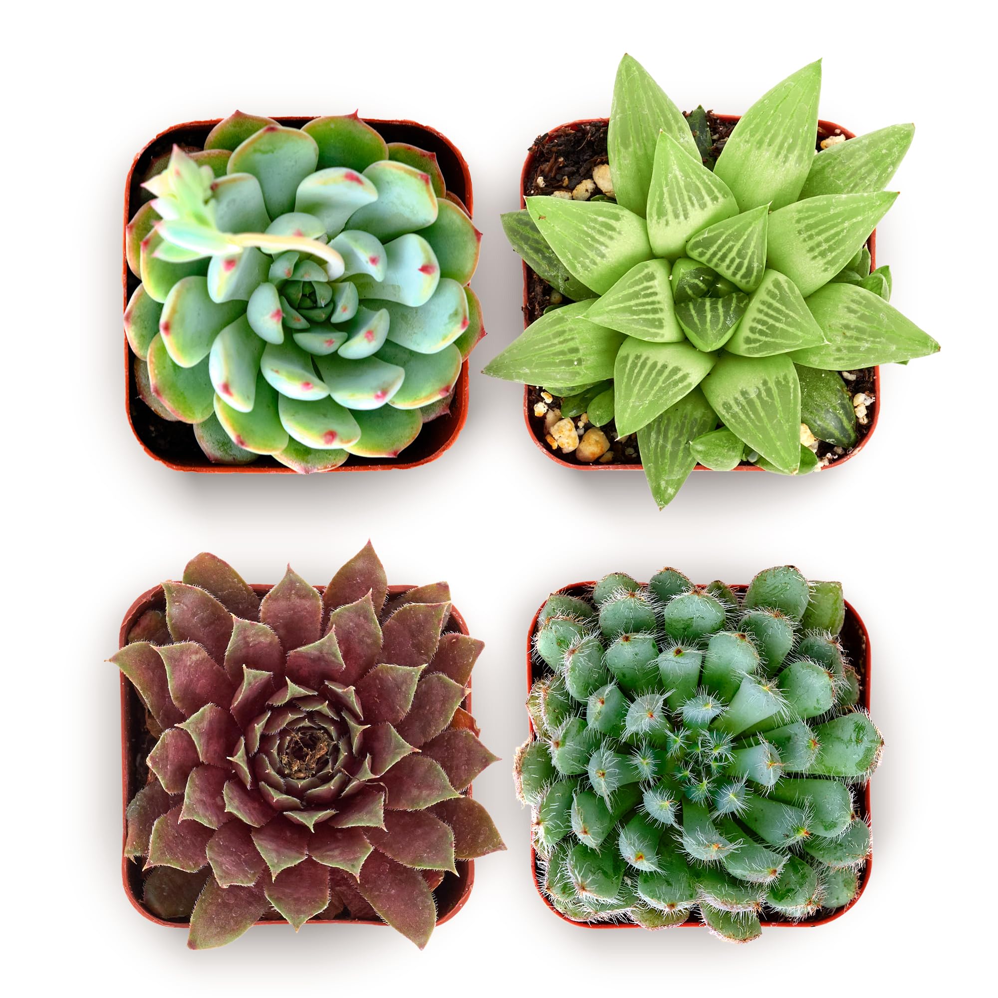 Shop Succulents Echeveria Rosette 2in pot 4-pack adds vibrant color to home décor and gifts.