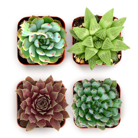 Shop Succulents Echeveria Rosette 2in pot 4-pack adds vibrant color to home décor and gifts.