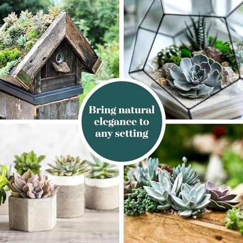 Centerpiece displays gain texture with Echeveria Rosette 2in pots from Shop Succulents.