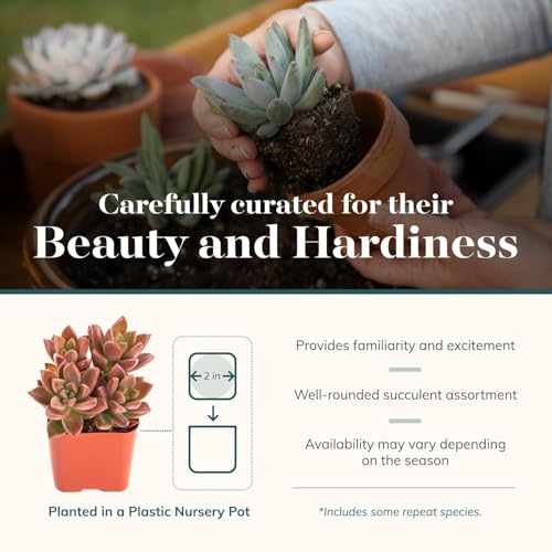 Shop Succulents Endless Summer 12-Pack: each mini pot ready for easy placement and gifting.