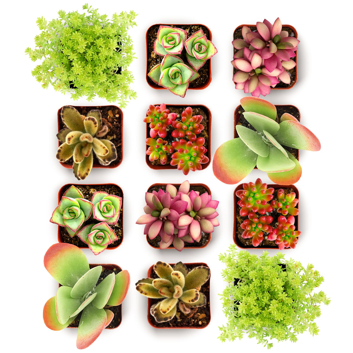 Shop Succulents Endless Summer 12-Pack: live mini succulents for vibrant, low-maintenance decor.