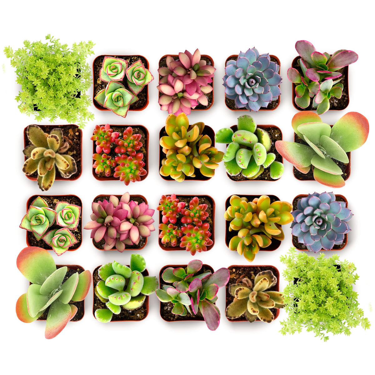 Shop Succulents Endless Summer Pack mini succulent plant for bright, low-maintenance decor.