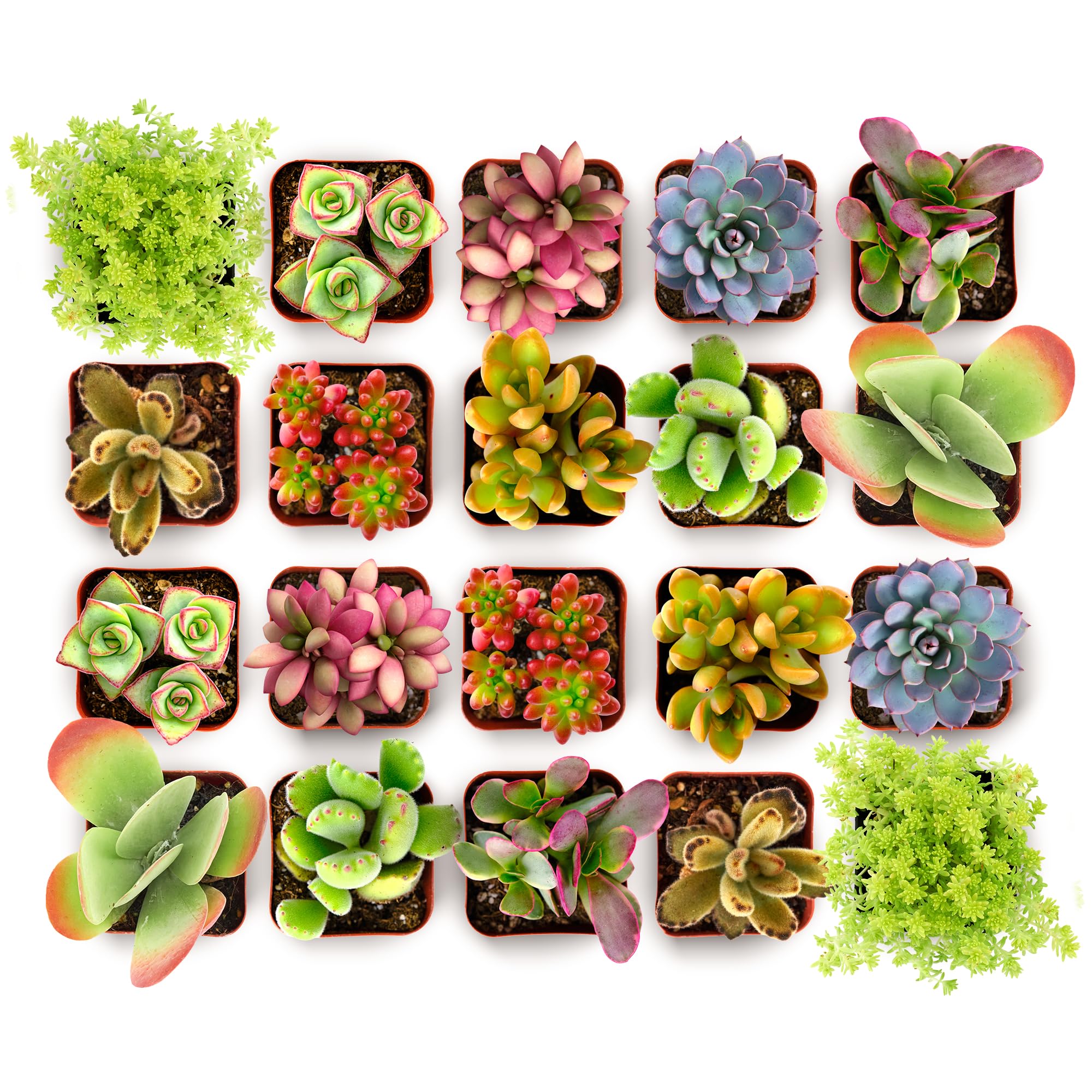 Shop Succulents Endless Summer plant-1: compact 2-inch succulent in a grow pot for easy gifting