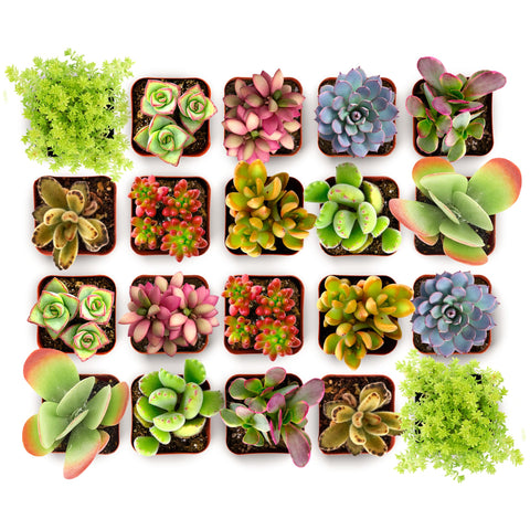Shop Succulents Endless Summer plant-1: compact 2-inch succulent in a grow pot for easy gifting
