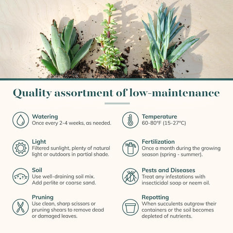 Shop Succulents Endless Summer plant-5: versatile palette perfect for modern tabletop decor