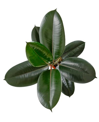 Shop Succulents Ficus Burgundy floor plant brightens living spaces with natural texture.