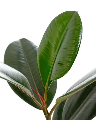 Shop Succulents Ficus Burgundy in-pot view shows growth-ready 6-inch size for homes.