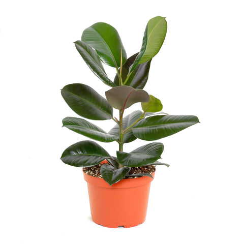 Shop Succulents Ficus Burgundy leaves close-up with vibrant burgundy tones for stylish interiors.
