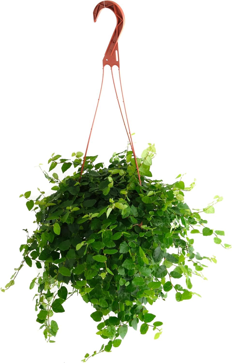 Shop Succulents Ficus Repens leaf close-up showing lush foliage for versatile indoor decor.