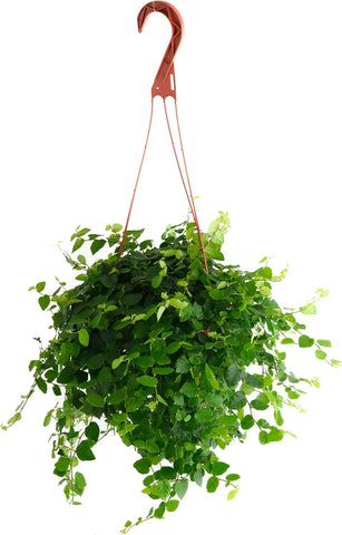 Shop Succulents Ficus Repens leaf close-up showing lush foliage for versatile indoor decor.