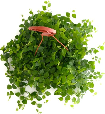 Shop Succulents Ficus Repens potted display enriches living spaces at home or work.
