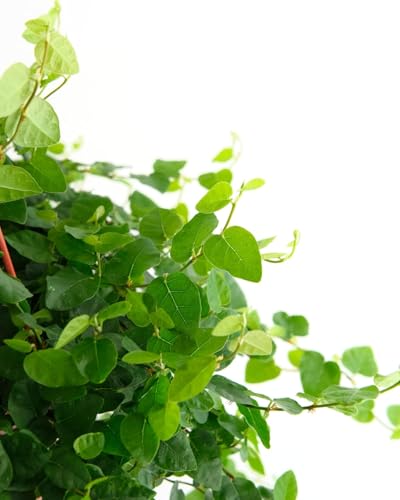 Shop Succulents Ficus Repens trailing growth adds elegant vertical interest for shelves.