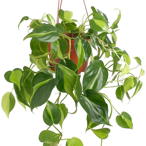 Shop Succulents Heartleaf Stripes leaves brighten desks and corners in any room.