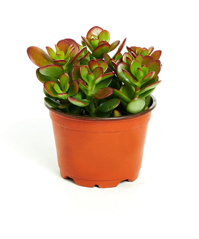 Shop Succulents Jade Plant in 4-inch pot, a compact, low-maintenance addition for desks and shelves