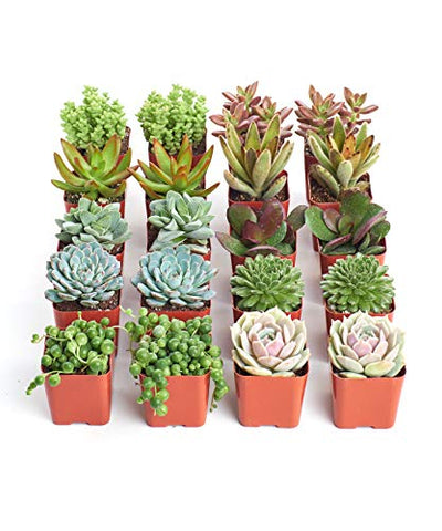 Shop Succulents live mini succulents in pots ready for gifting.