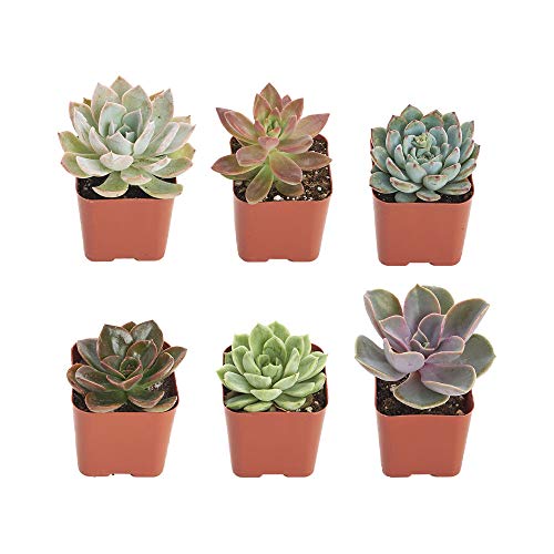 Shop Succulents mini rosette close-up showing textured foliage and color