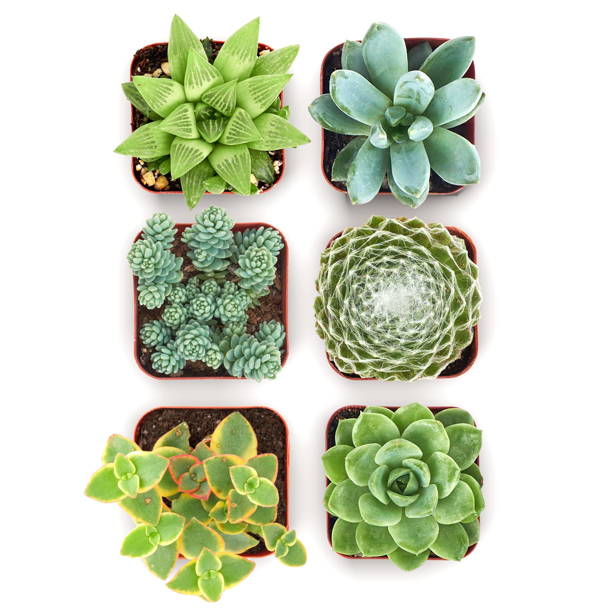 Shop Succulents mixed pack six varieties in 2-inch pots for easy display