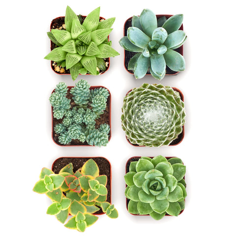 Shop Succulents mixed pack six varieties in 2-inch pots for easy display