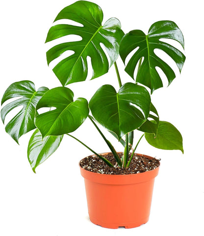 Shop Succulents Monstera Deliciosa in a 6 inch pot adds tropical vibe to any room