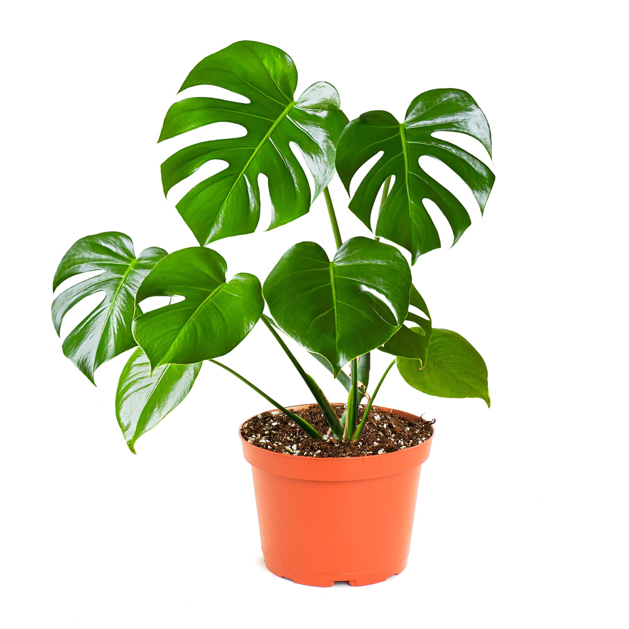 Shop Succulents Monstera Deliciosa leaf split showcases tropical elegance for home décor