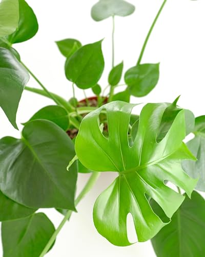 Shop Succulents Monstera Deliciosa potted indoor plant adds lush greenery to office spaces