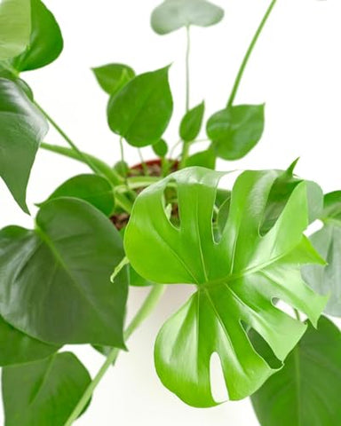 Shop Succulents Monstera Deliciosa split leaf close-up showcases iconic fenestrated leaves for stylish interiors