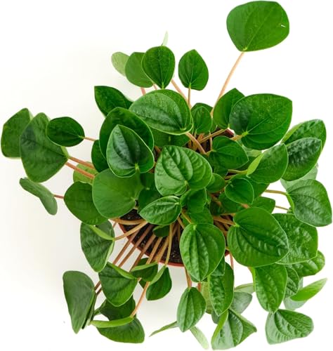 Shop Succulents Peperomia Rana Verde on a desk, ideal for small-space decor