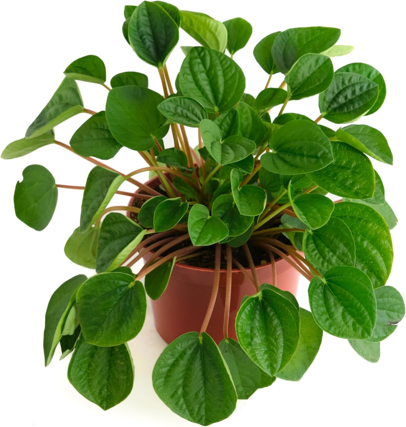Shop Succulents Peperomia Rana Verde leaf close-up showcasing lush foliage for desk decor