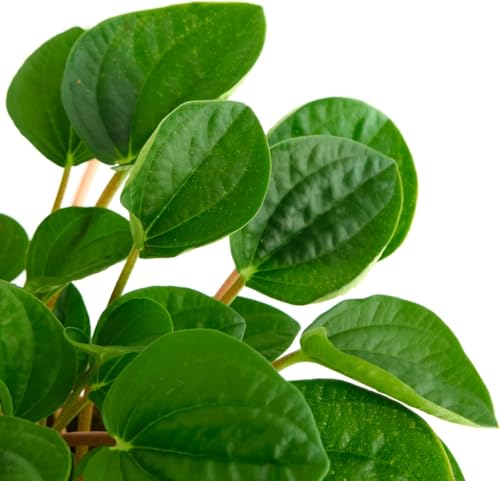 Shop Succulents Peperomia Rana Verde pot detail highlighting compact size