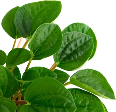 Shop Succulents Peperomia Rana Verde pot detail highlighting compact size