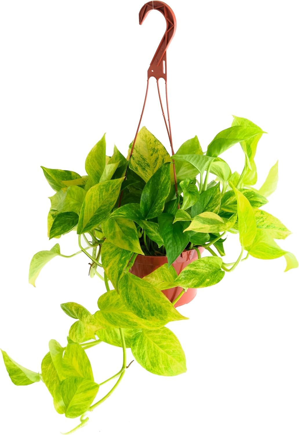Shop Succulents Pothos Neon Queen leaf close-up highlighting neon-green and white variegation.