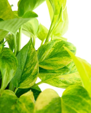 Shop Succulents Pothos Neon Queen 6-inch pot ready-to-display for quick room uplift.