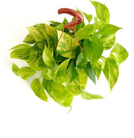 Shop Succulents Pothos Neon Queen cascading vines adding color to shelves and desks.
