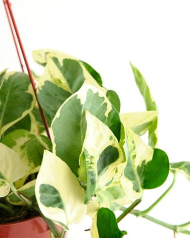 Shop Succulents Pothos Pearls & Jade 6-inch pot greets you with ready-to-display elegance.