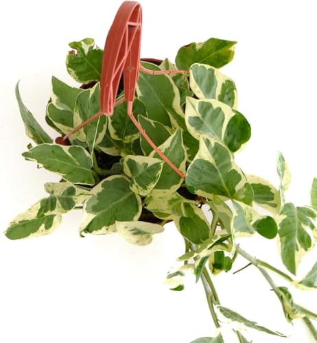 Shop Succulents Pothos Pearls & Jade trailing vines add easy-care style to desks.