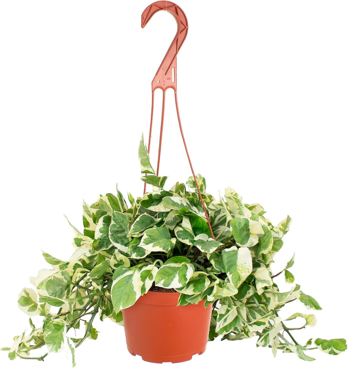 Shop Succulents Pothos Pearls & Jade variegated leaves brighten decor and air with elegance.
