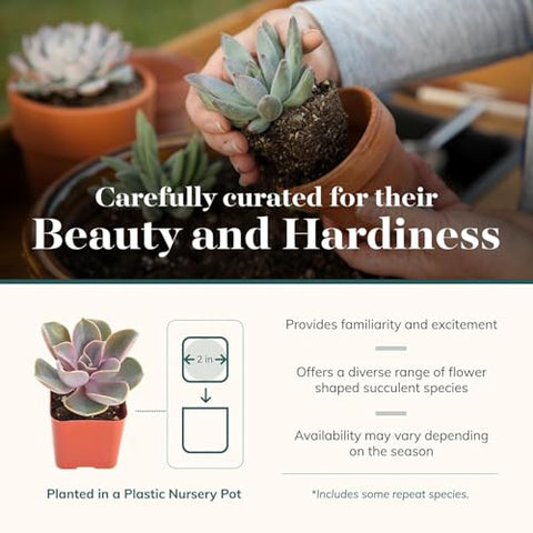 Shop Succulents rosette grow pots ready for display on shelves or desks