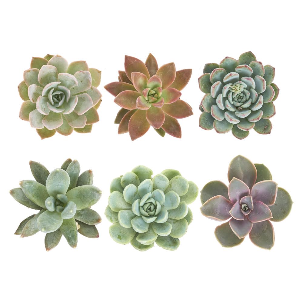 Shop Succulents rosette succulent collection in a six-pack for modern decor and versatility