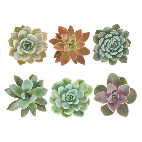 Shop Succulents rosette succulent collection in a six-pack for modern decor and versatility
