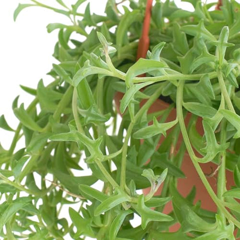 Shop Succulents Senecio peregrinus dolphin leaves close-up showing whimsical foliage.