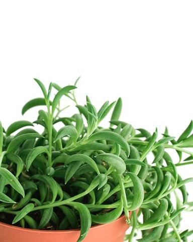 Shop Succulents Senecio Radicans trailing vines ideal for bright indirect light display