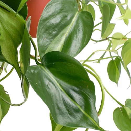 Shop Succulents 6-inch-pot Heartleaf fits compact spaces in modern interiors.