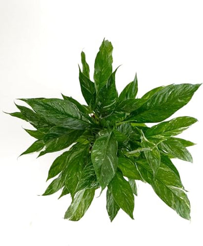 Shop Succulents Spathiphyllum Domino indoor decor ideal for offices and rooms