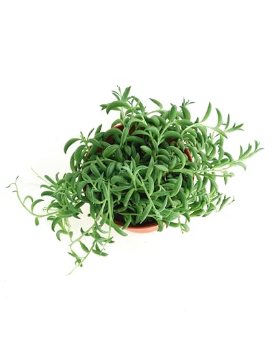 Shop Succulents String of Bananas fully rooted plant offers easy care