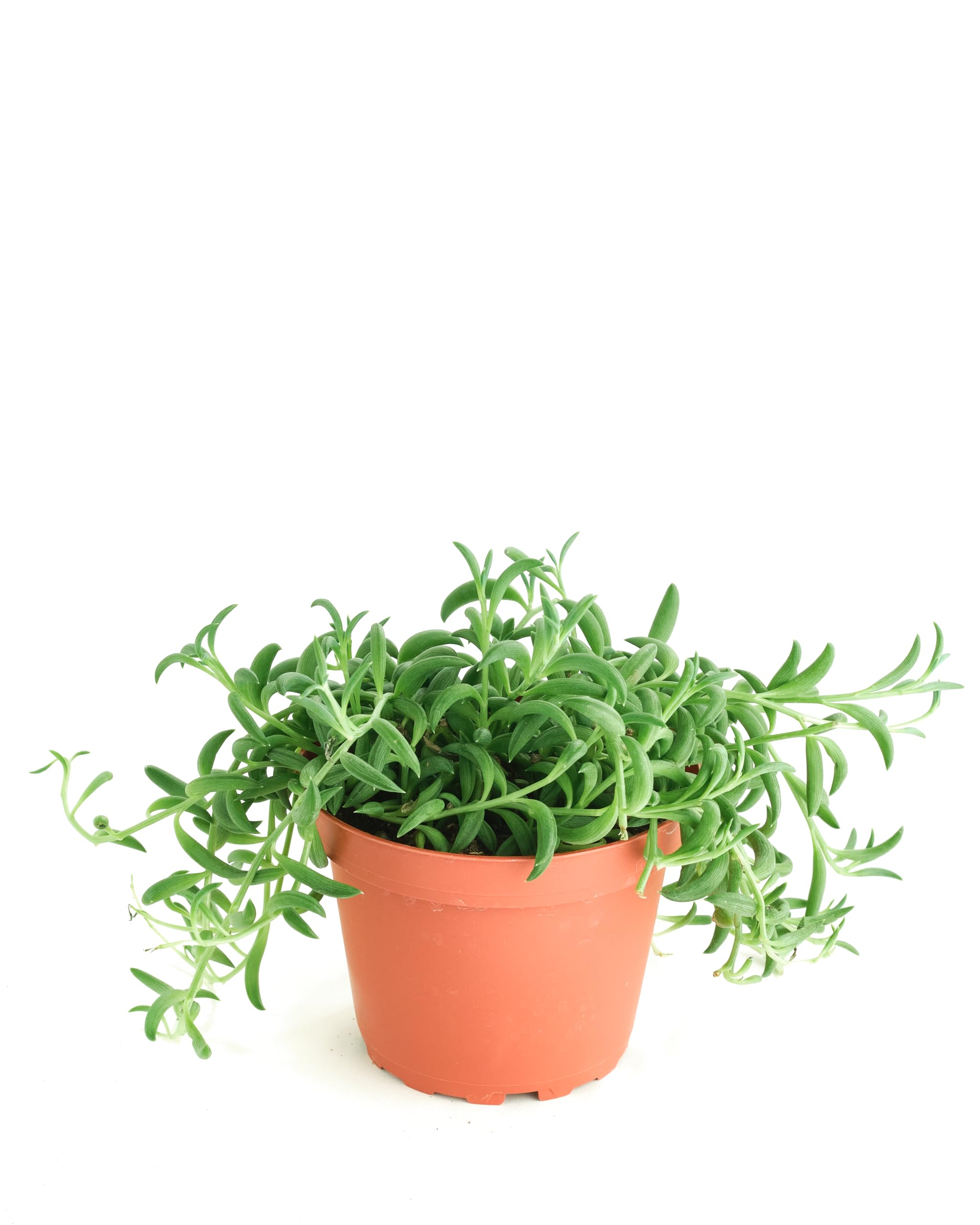 Shop Succulents String of Bananas hanging succulent with cascading leaves for stylish indoor decor and space-efficient greenery