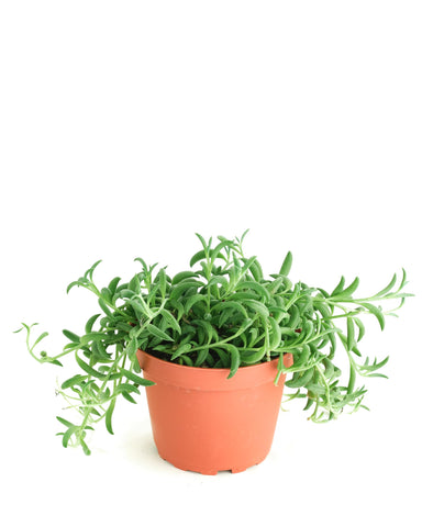 Shop Succulents String of Bananas hanging succulent with cascading leaves for stylish indoor decor and space-efficient greenery