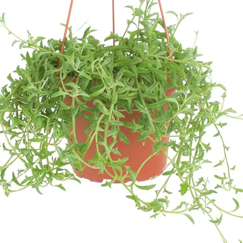 Shop Succulents String of Dolphins hanger-ready plant for bright indoor spaces.